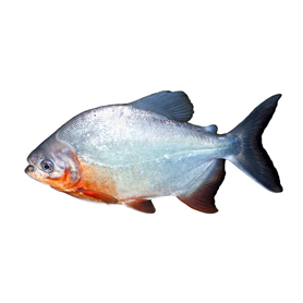 魚類